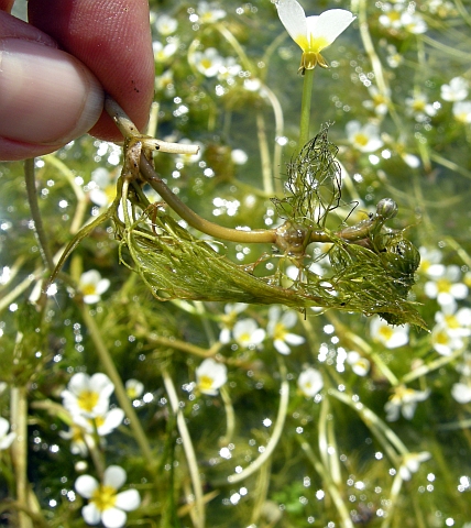 Ranunculus trichophyllus / Ranuncolo a foglie capillari